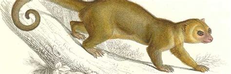 Kinkajou