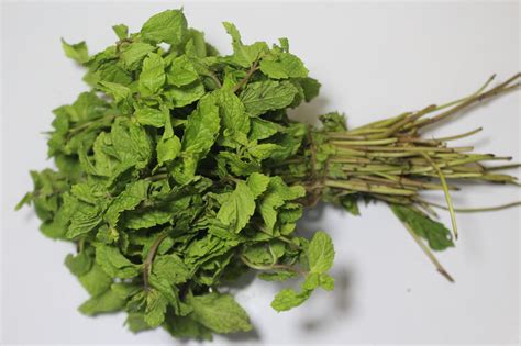 Mint Leaves - पुदीना - Sarkhot Natural Farms