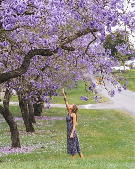 Grafton Jacaranda Festival Australia - Scotty Pass