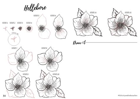 Learn how to draw a Hellebore flower - Free Step by Step Tutorial ...