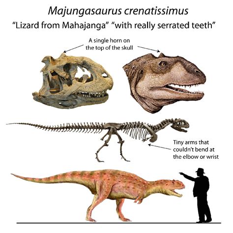 Majungasaurus Pictures & Facts - The Dinosaur Database