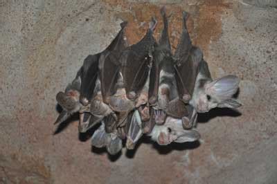 Ghost bat - Alice Springs Desert Park