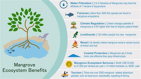 Why have mangroves got a Budget push? - INSIGHTS IAS - Simplifying UPSC ...