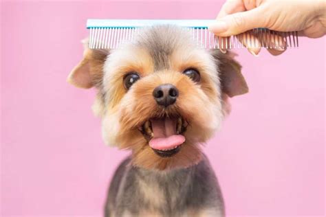 Pet Grooming Services in Perth | Your Pets Vet