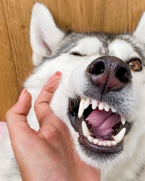 5 Best Dog Teeth Cleaning Treats (with quick results!) - Oh My Paws