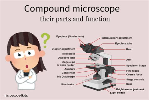 Compound microscope - their parts and function - Microscopy4kids