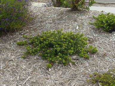 Arctostaphylos 'Emerald Carpet' (Manzanita Selection)