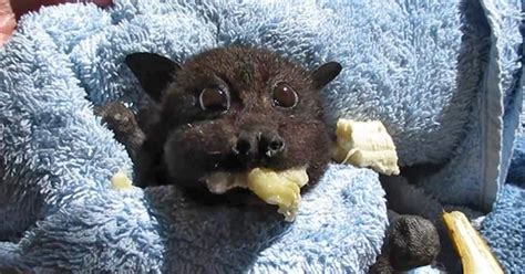 Rescued Baby Bat Stuffs Her Cheeks With Banana After Being Hit By Car ...