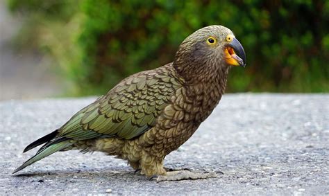 close-up, bird of prey, outdoors, kea, full length, new zealand ...