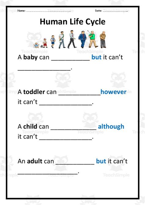 Human Life Cycle Worksheet By Teach Simple – NBKomputer