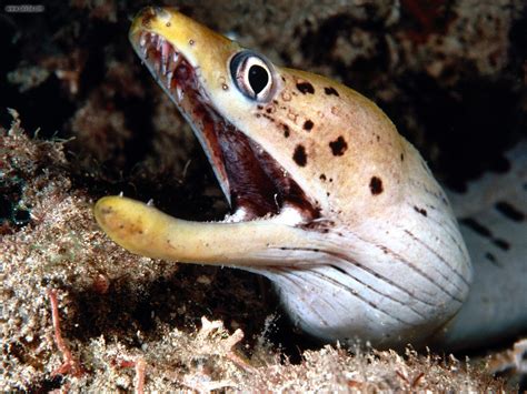 Moray Eel