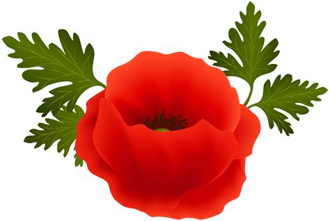 Poppy clipart, Poppy Transparent FREE for download on WebStockReview 2024