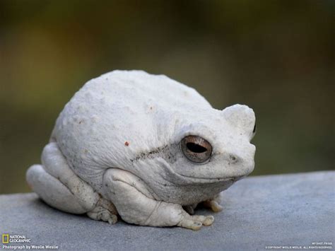 White frog | Albino animals, Rare albino animals, Frog