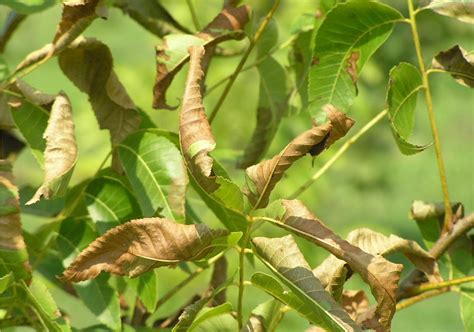 Pecan | Diseases and Pests, Description, Uses, Propagation