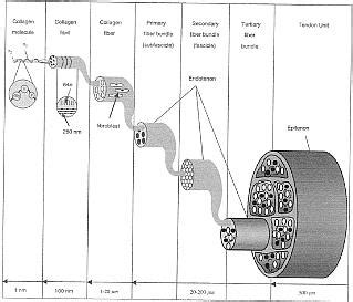 Tendon Healing Mechanobiology | ShoulderDoc