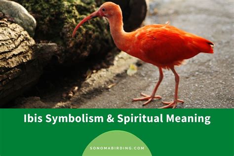 Ibis Symbolism and Meaning (Totem, Spirit, and Omens) - Sonoma Birding