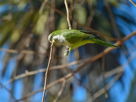 Monk Parakeet Nesting (Behavior, Eggs + Location) | Birdfact