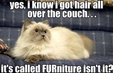 Cat Meme FURniture