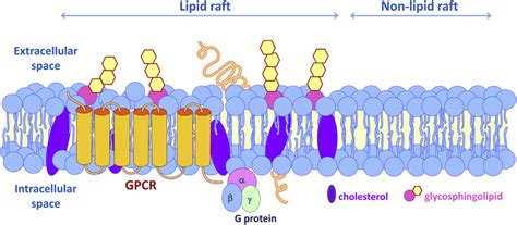 A Lipid Raft Membrane Microdomain. | Download Scientific Diagram