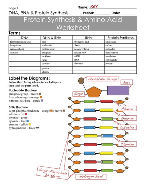 Protein Synthesis Practice Worksheet