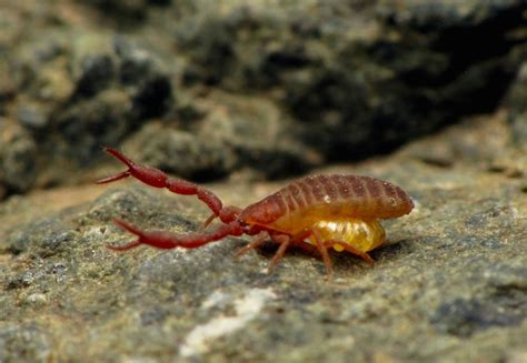 Explainer: What is a pseudoscorpion?