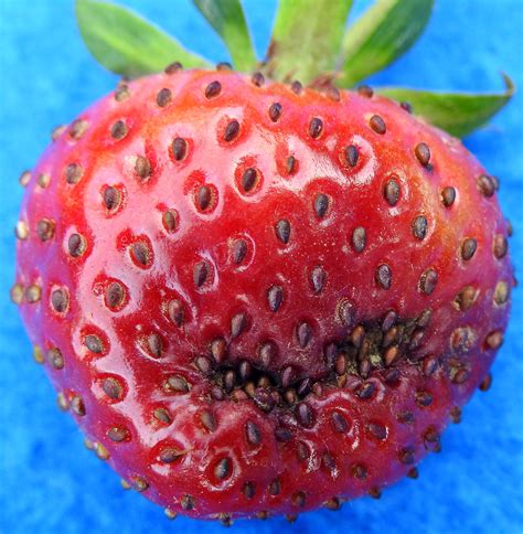 Black seed disease of Strawberry | Vegetable Pathology – Long Island ...