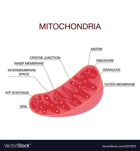 Mitochondria Diagram With Labels