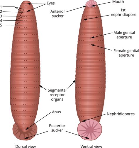 External morphology of leech — lesson. Science State Board, Class 10.