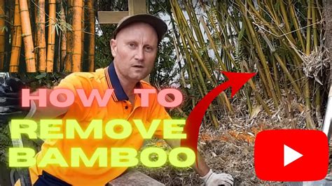 HOW TO REMOVE BAMBOO ROOTS FROM THE GROUND - YouTube