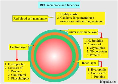 complete blood count, red blood cell morphology