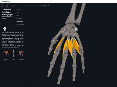 Muscles: Lumbricals Manus. – Anatomy & Physiology