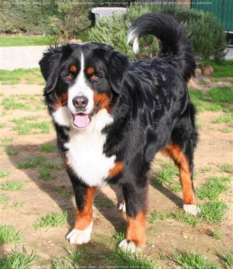 1000+ images about Bouvier bernois on Pinterest | Bernese Mountain Dogs ...