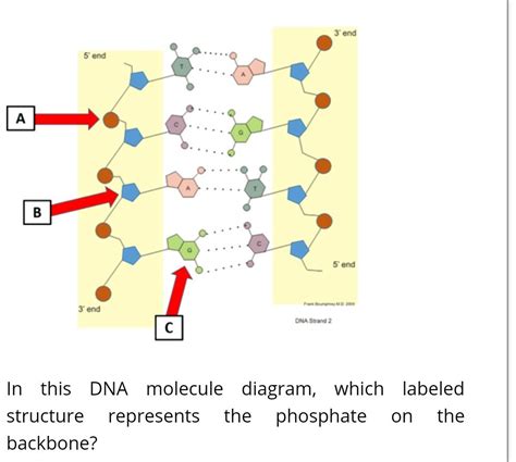 Solved 3 end 5 end A B 5 end 3' end DNA Strand 2 С In this | Chegg.com