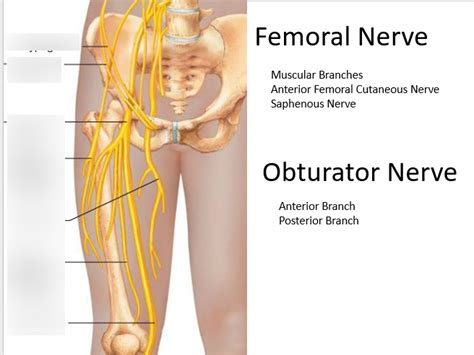 Nerves of the Thigh Diagram | Quizlet