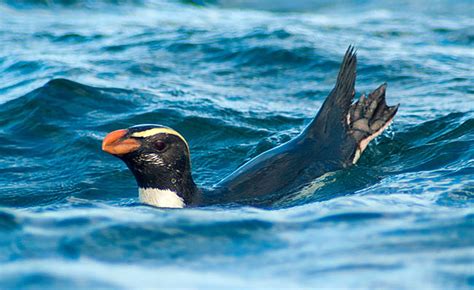 Fiordland Penguins Travel up to 4,350 Miles to Feed: Study | Biology ...