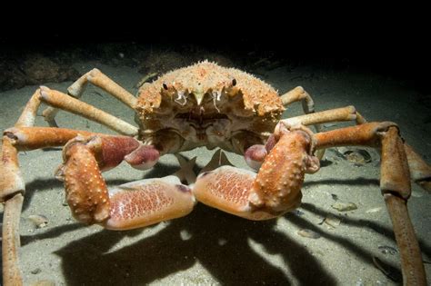 Leptomithrax gaimardii (Milne Edwards, 1834), Giant Spider Crab