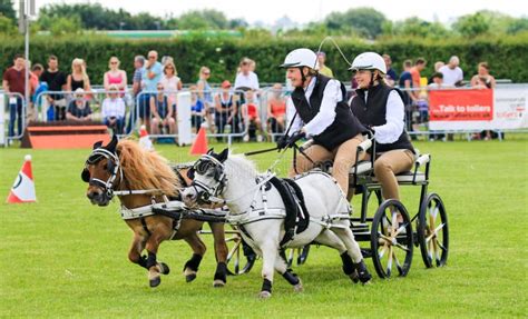 Driving Competition Horse Drawn Carriage Editorial Stock Photo - Image ...