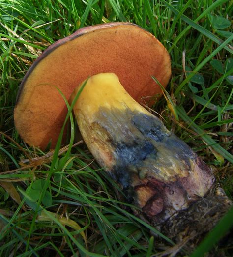 Bolete Mushrooms - Life and Opinions - Life and Opinions