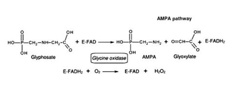 Oxidoreductase - an Enzyme that Catalyzes the Transfer of Electrons ...