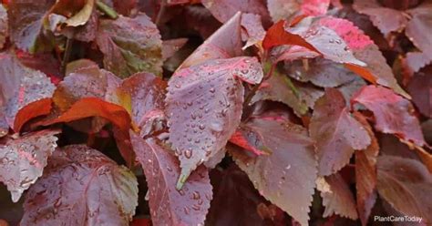 Copper Leaf Plant Care: How To Grow Acalypha Wilkesiana