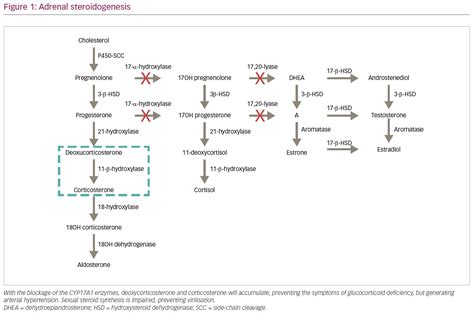 Congenital Adrenal Hyperplasia Due to 17-α-hydroxylase Deficiency: A ...