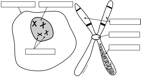 chromosome | The Biology Corner