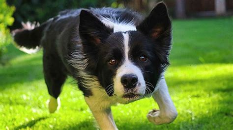 Types of Border Collie Ears (Up or Down) | Dog Advisory Council