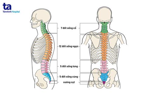 Thoái hóa đốt sống ngực: Nguyên nhân, triệu chứng và điều trị