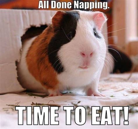 42 best Guinea Pig Meme Board images on Pinterest | Guinea pigs, Pigs ...