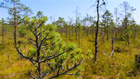 Pros and Cons of discovering Belarusian Nature | Belforrest