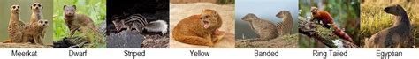 Mongoose Facts - Animal Facts Encyclopedia