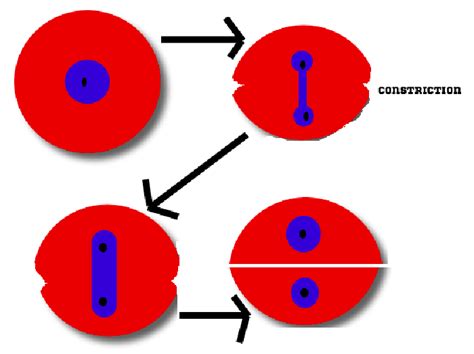 Cell division - Amitosis — lesson. Science State Board, Class 9.