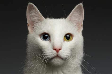 Heterochromia Eyes Cat