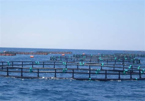 Cage Culture Technique of Fish Farming - A Livelihood Activity - The ...